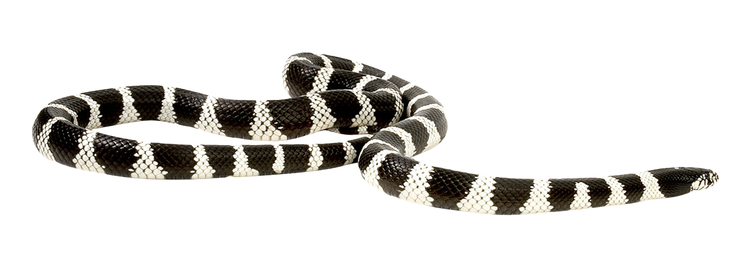 Coral False Snake Transparent PNG Image