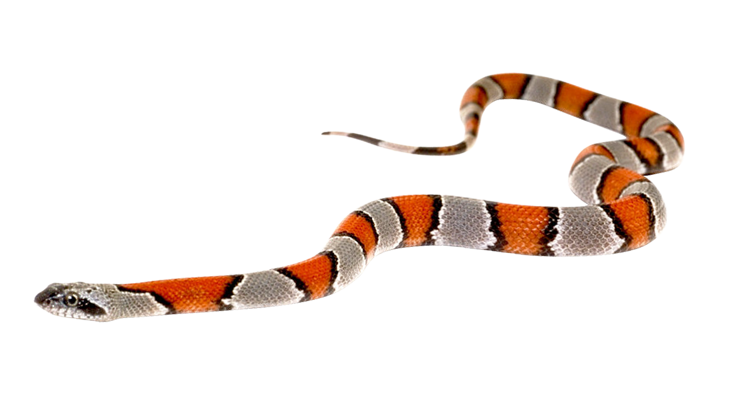Coral False Snake Transparent PNG Image