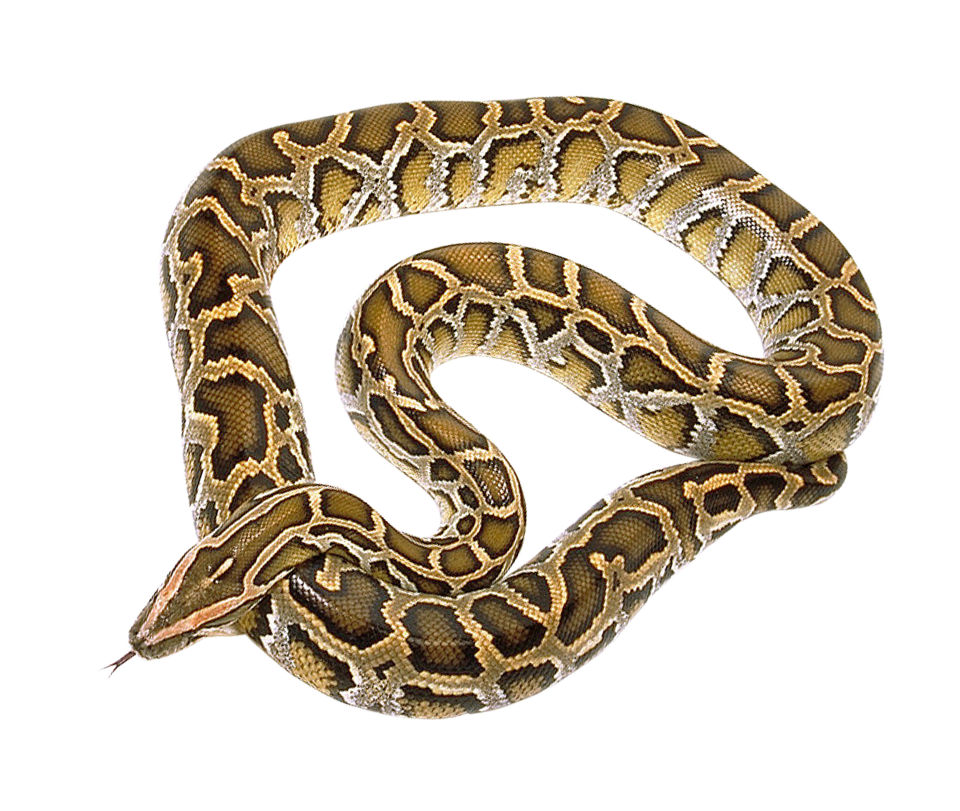 Coral False Snake Transparent PNG Image