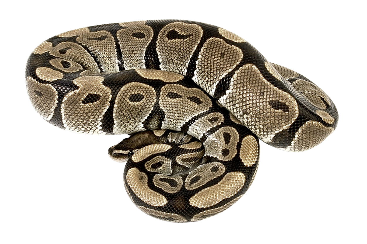 Coral False Snake Transparent PNG Image