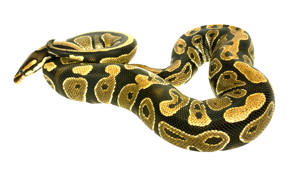 Coral False Snake Transparent PNG Image