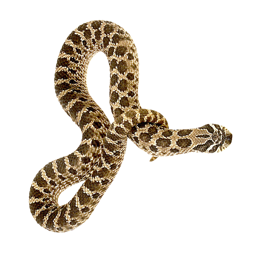 Coral False Snake Transparent PNG Image