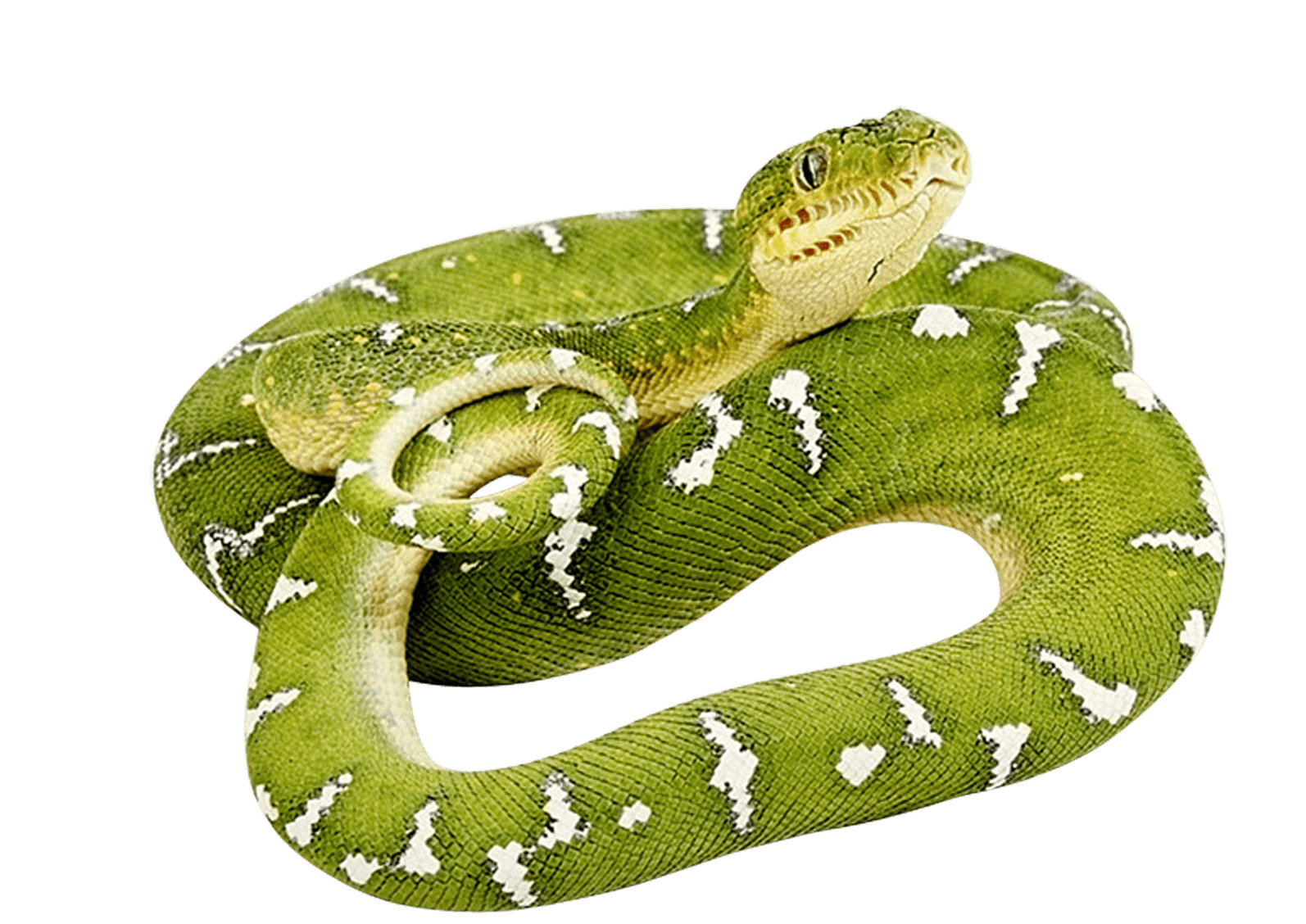 Green Snake Transparent PNG Image