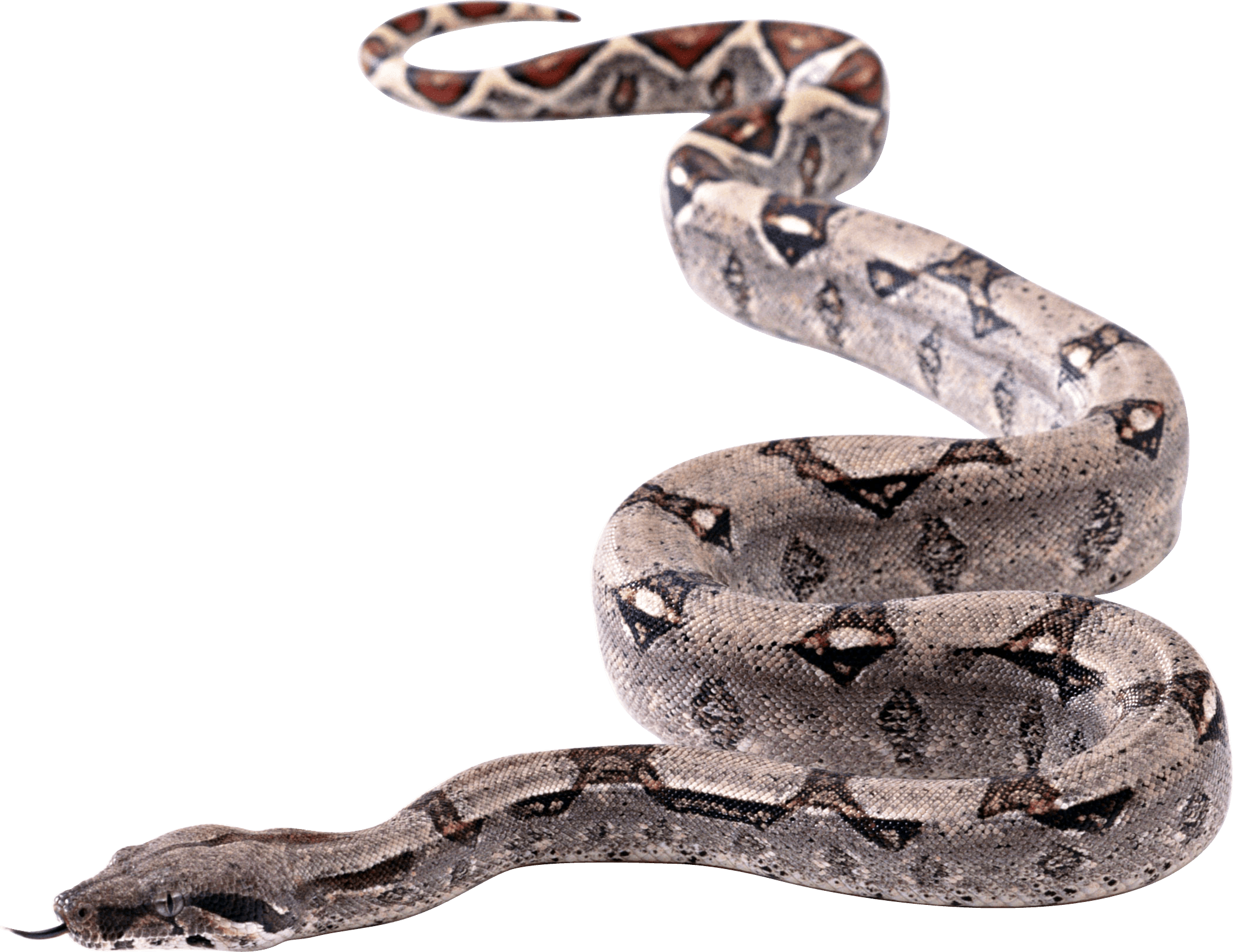 Snake Transparent PNG Image
