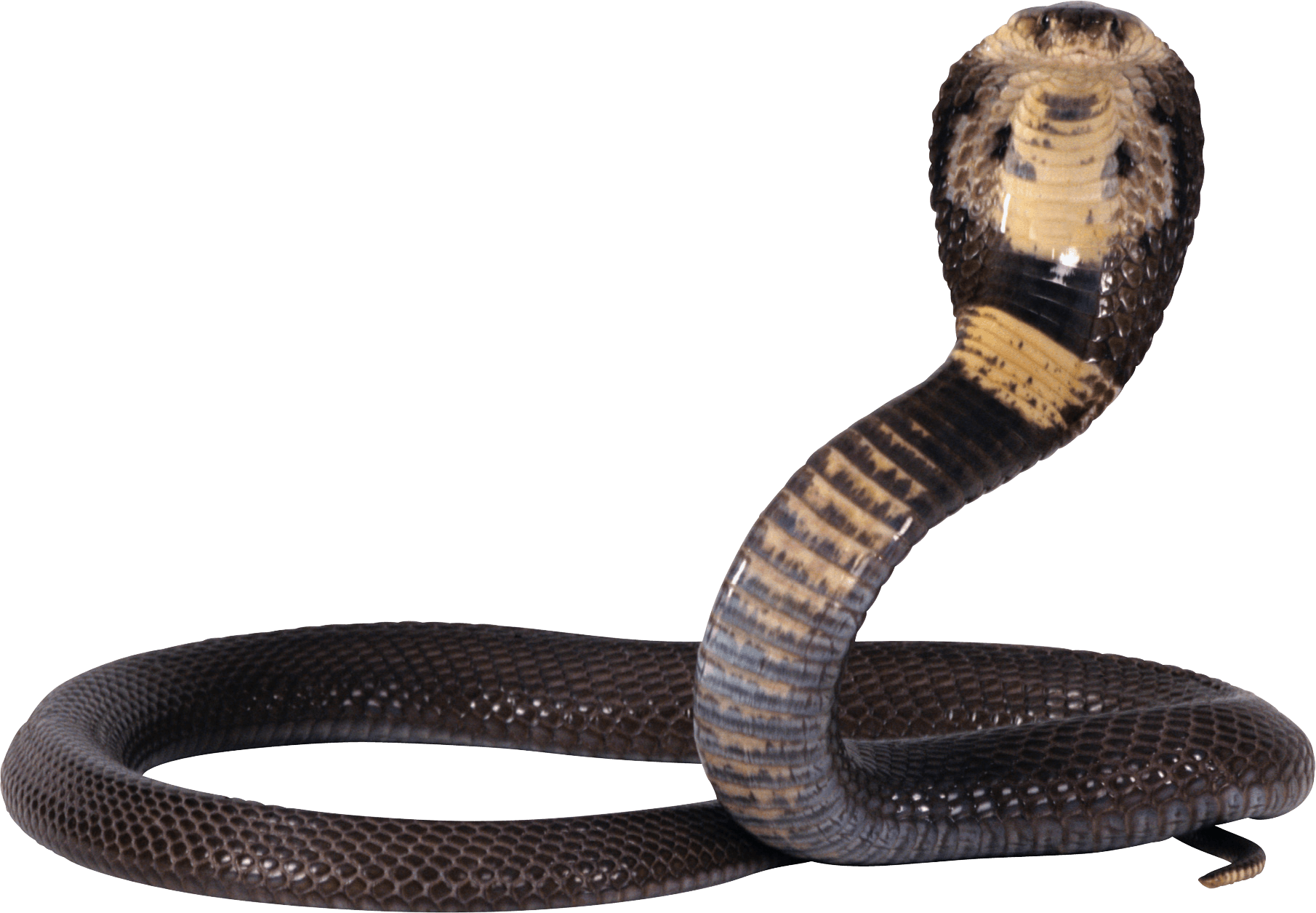 Cobra Snake Transparent PNG Image