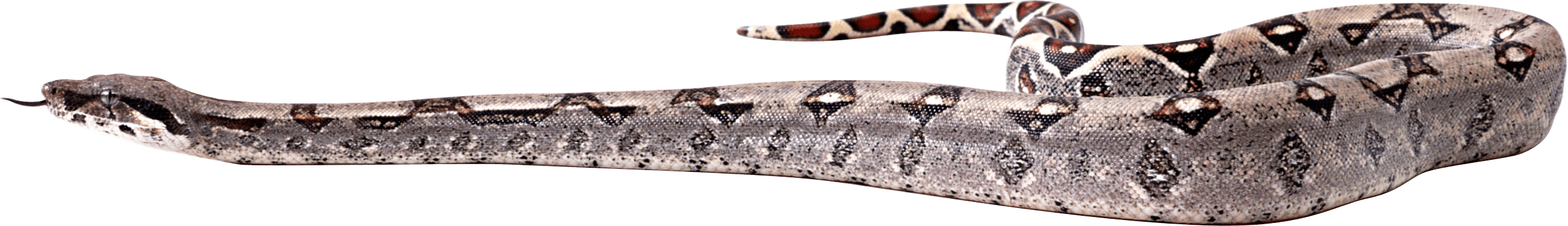 Snake Transparent PNG Image