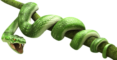 Snake High-Quality Transparent PNG Image