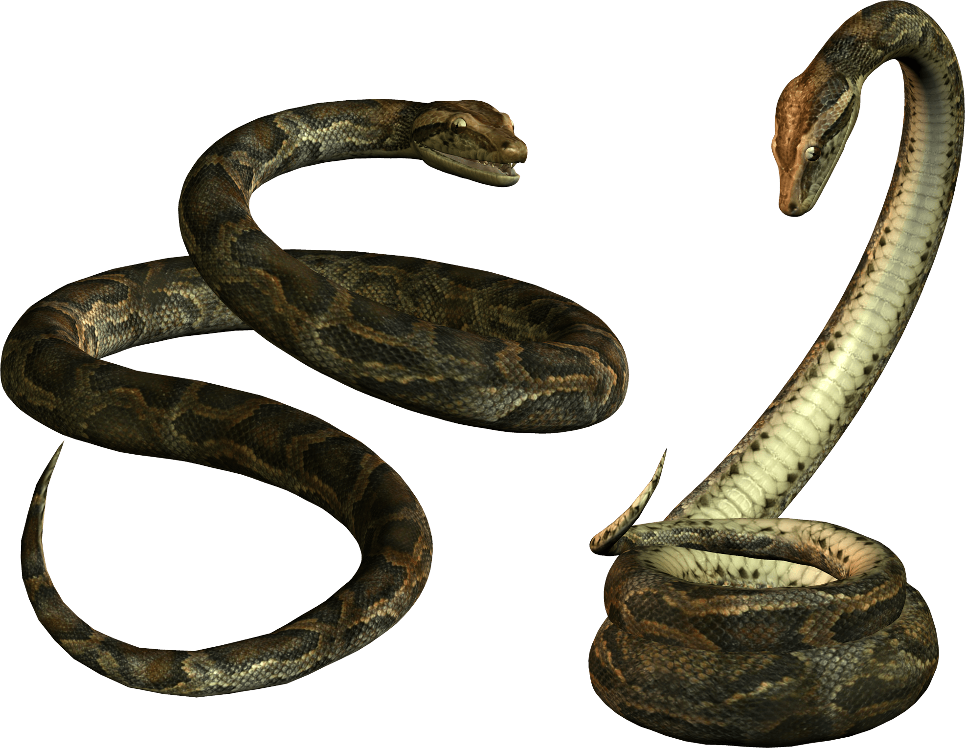 Snake Transparent PNG Image