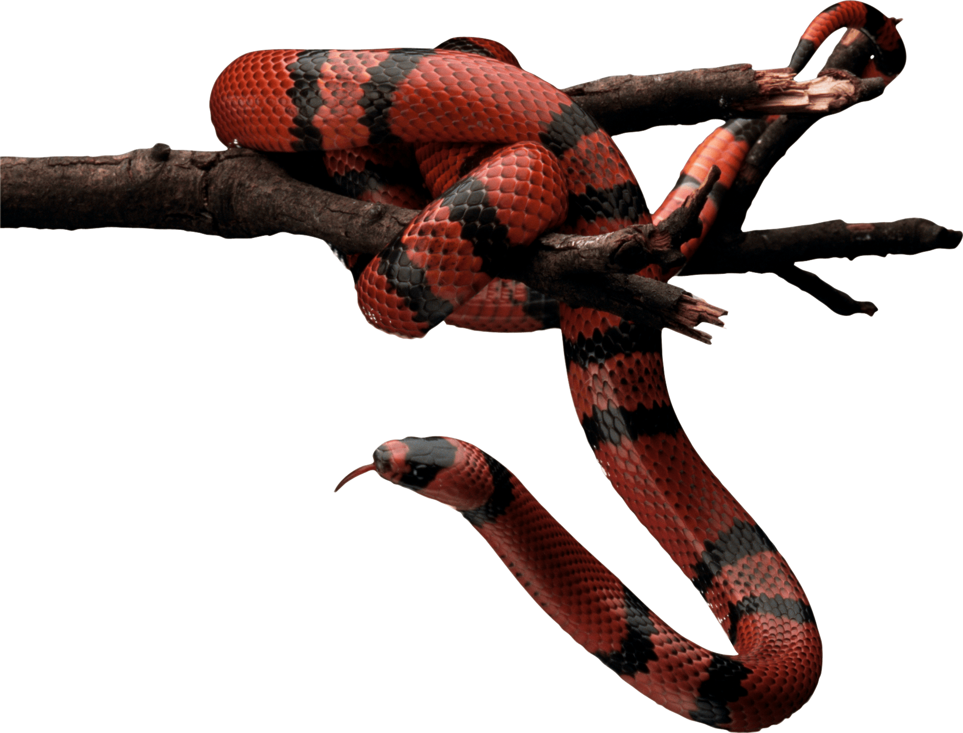 Red Snake Transparent PNG Image