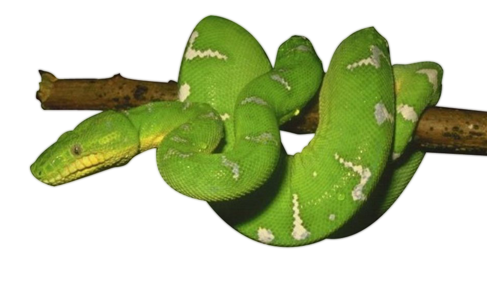 Green Snake Transparent PNG Image