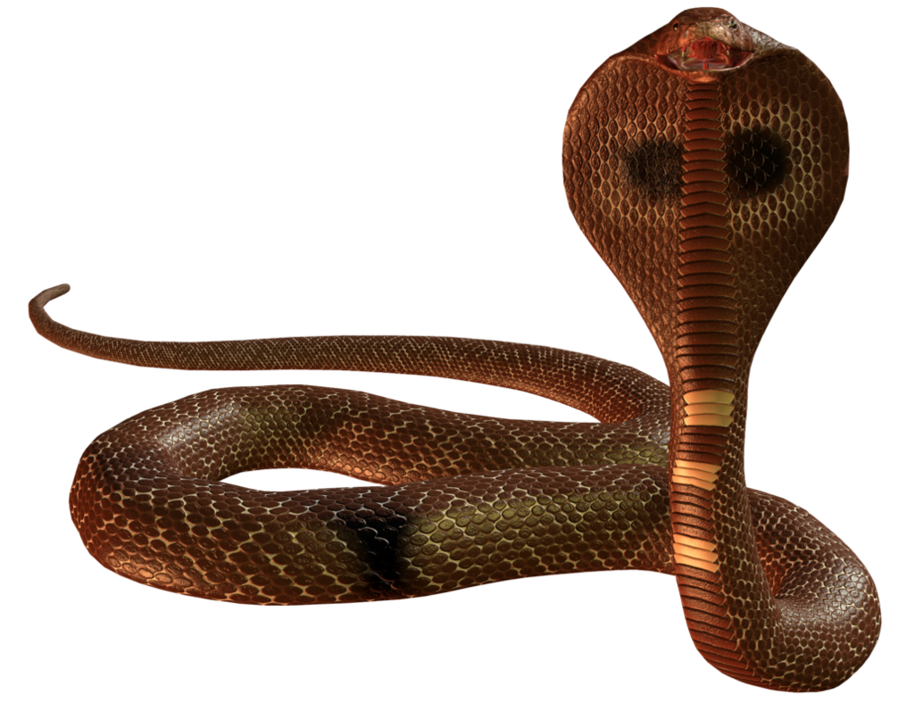 Cobra Snake Transparent PNG Image