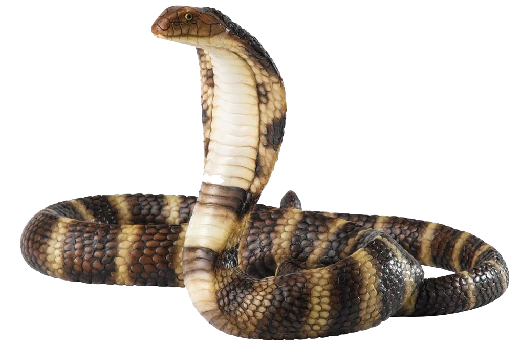 Cobra Snake Transparent PNG Image