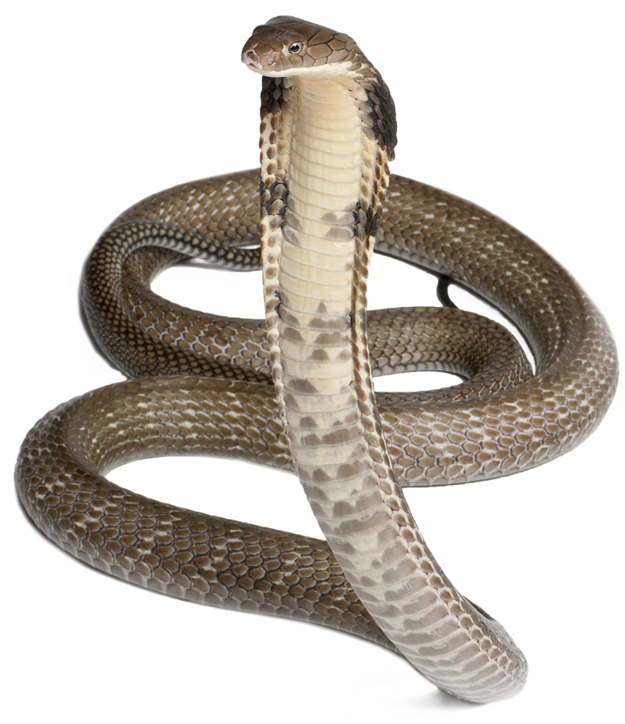 Cobra Snake Transparent PNG Image