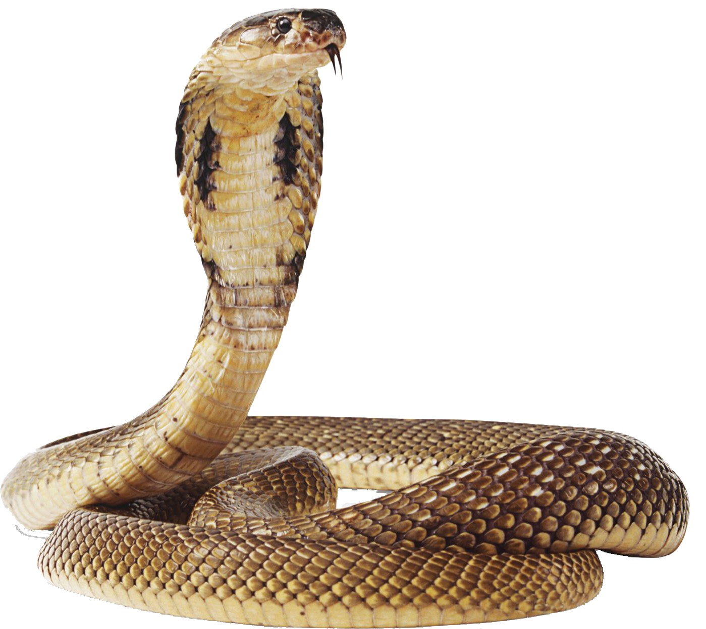Cobra Snake Transparent PNG Image