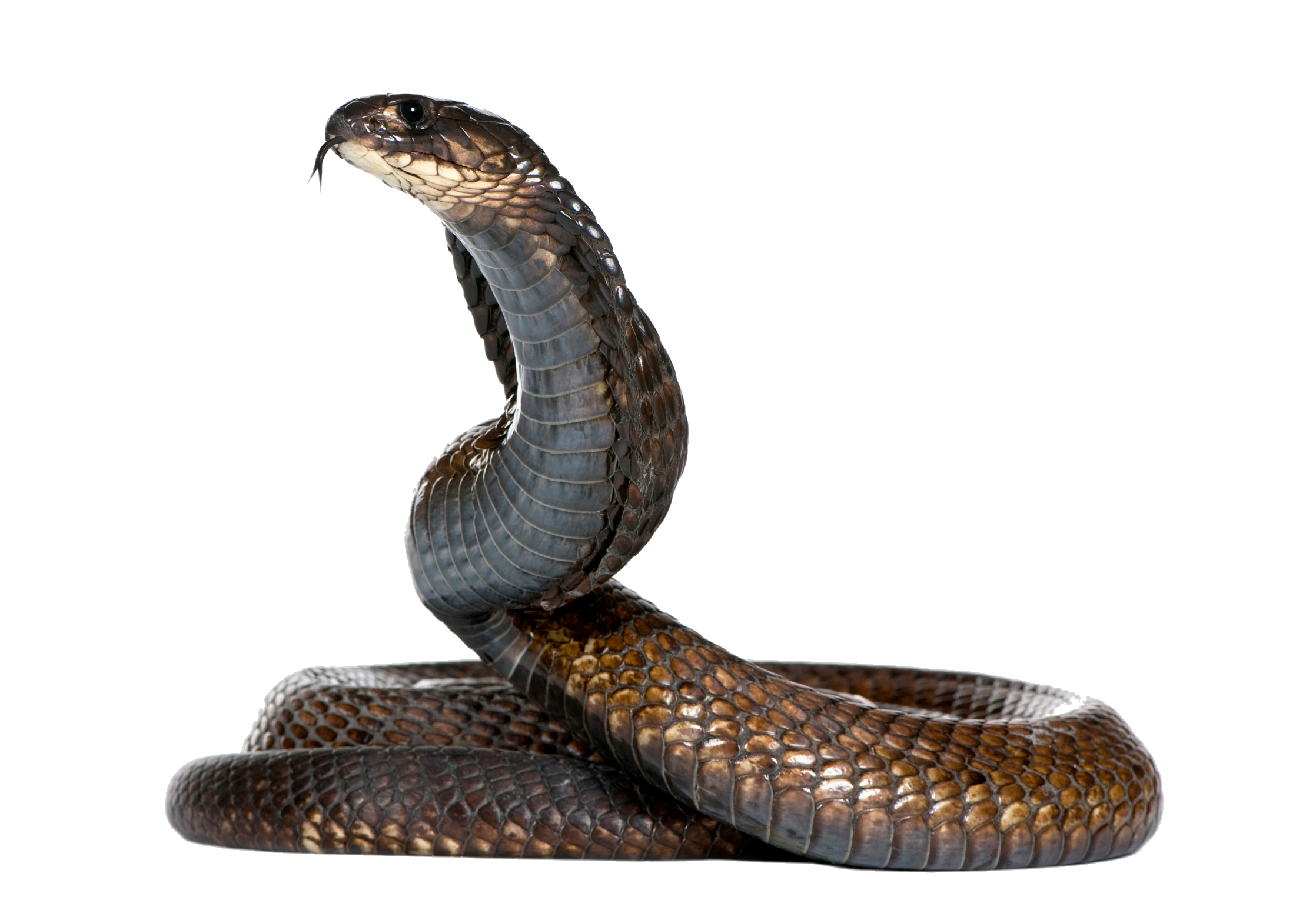 Black Snake Transparent PNG Image