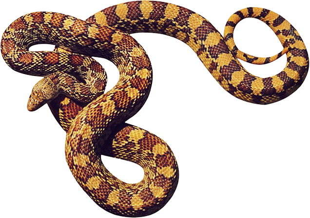 Snake Transparent PNG Image