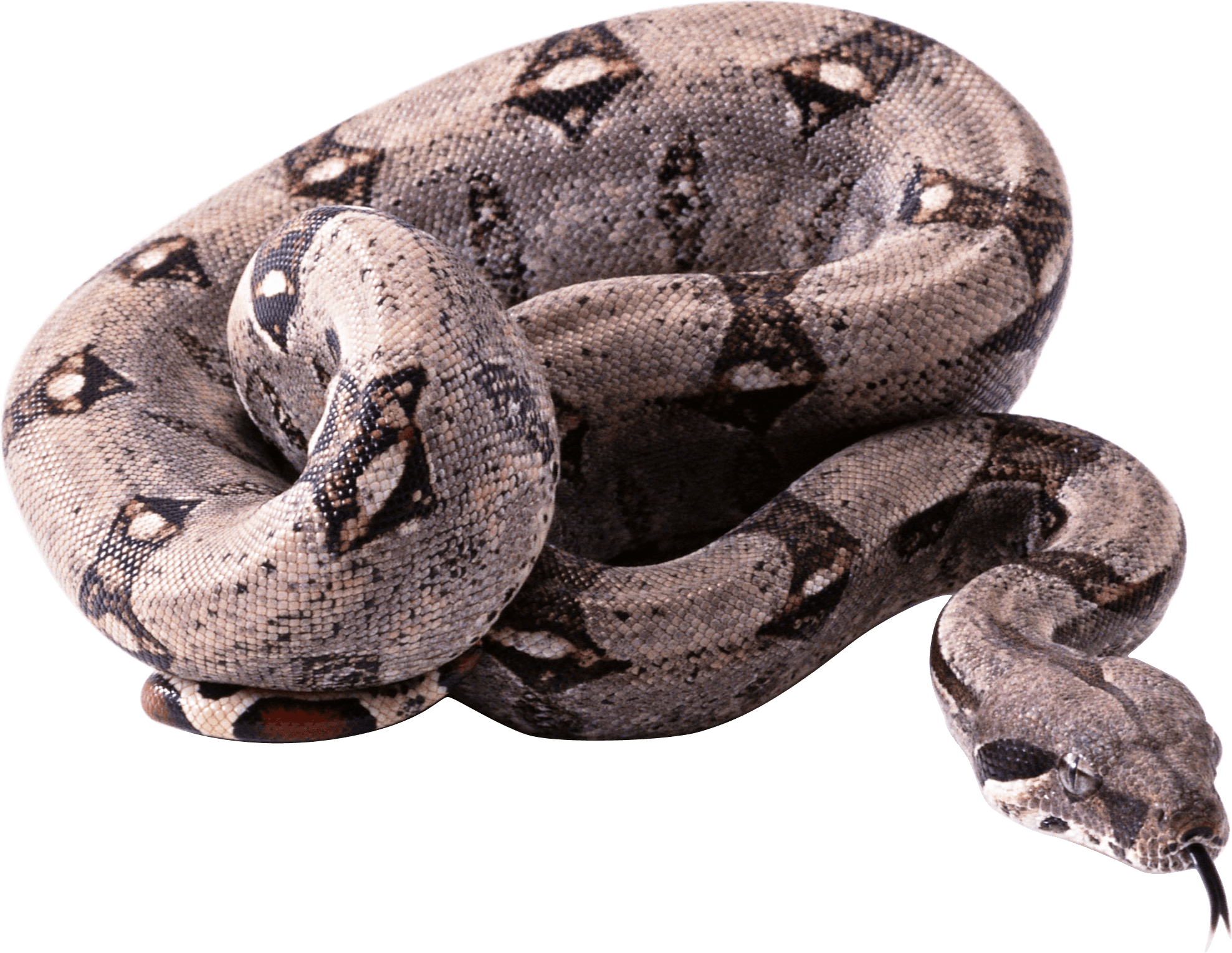 Snake Transparent PNG Image