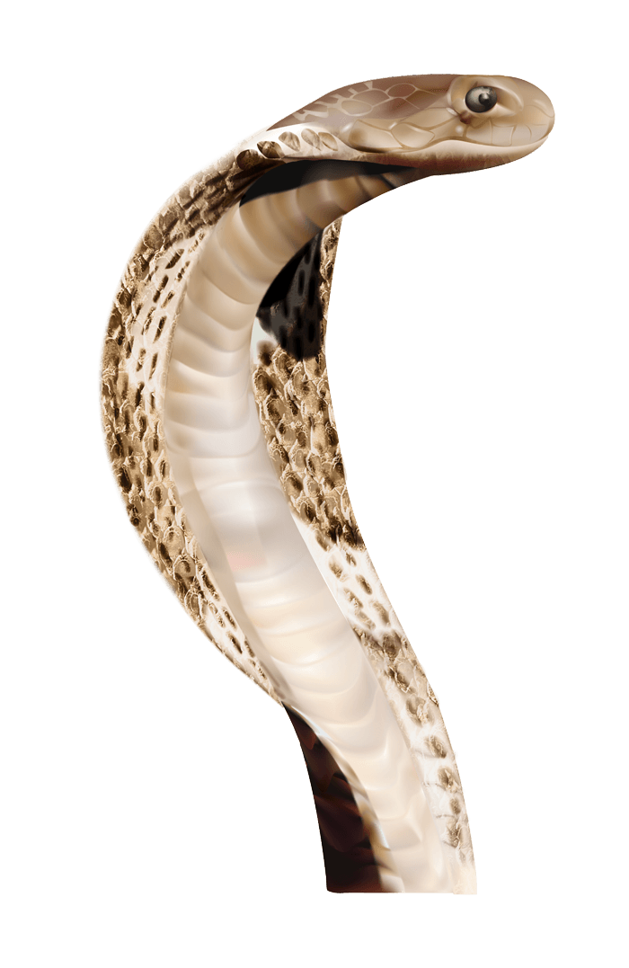 Snake Transparent PNG Image