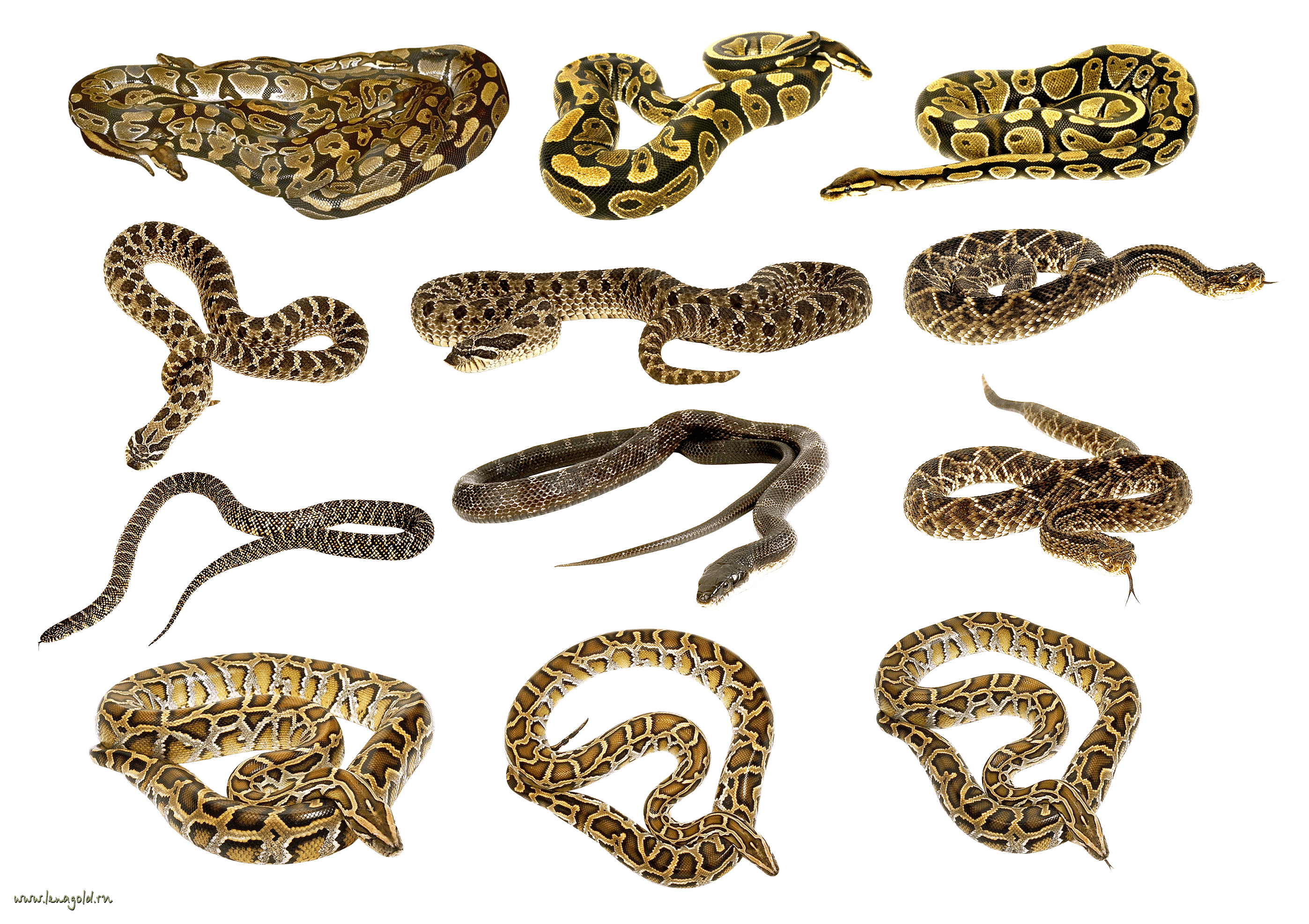 Snake Transparent PNG Image