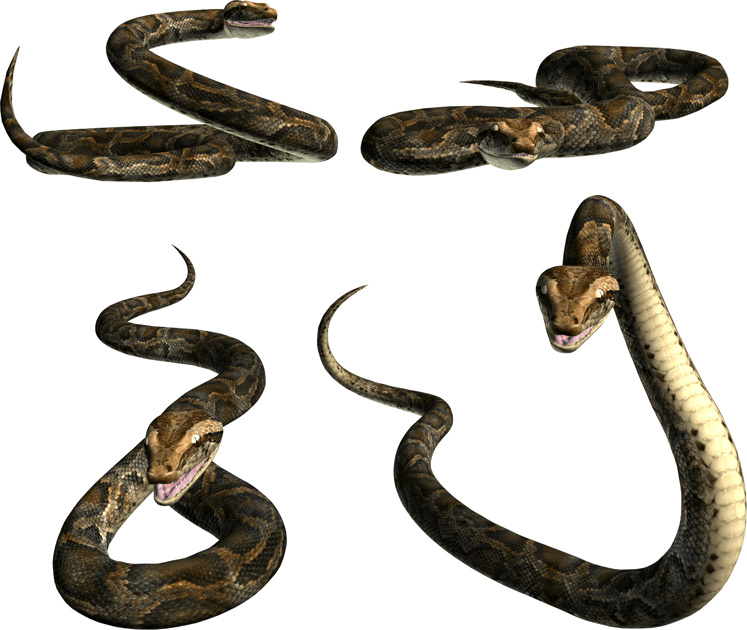 Snake Transparent PNG Image
