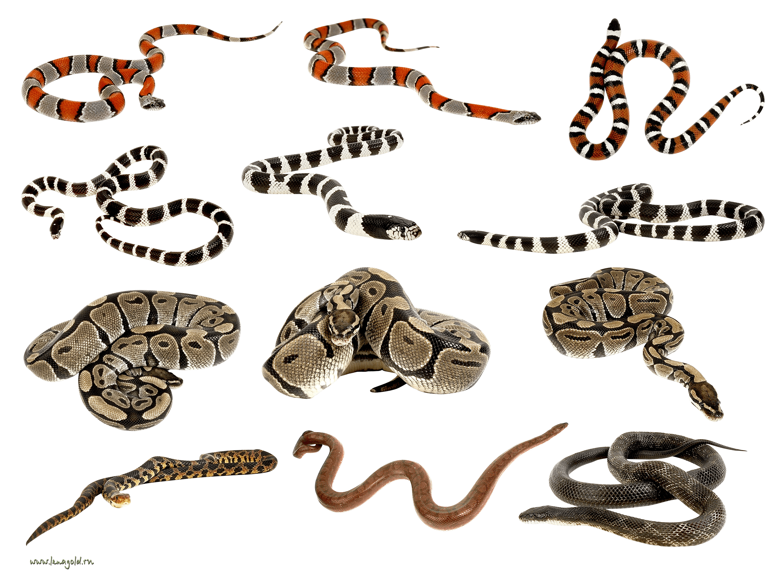Snakes Transparent PNG Image