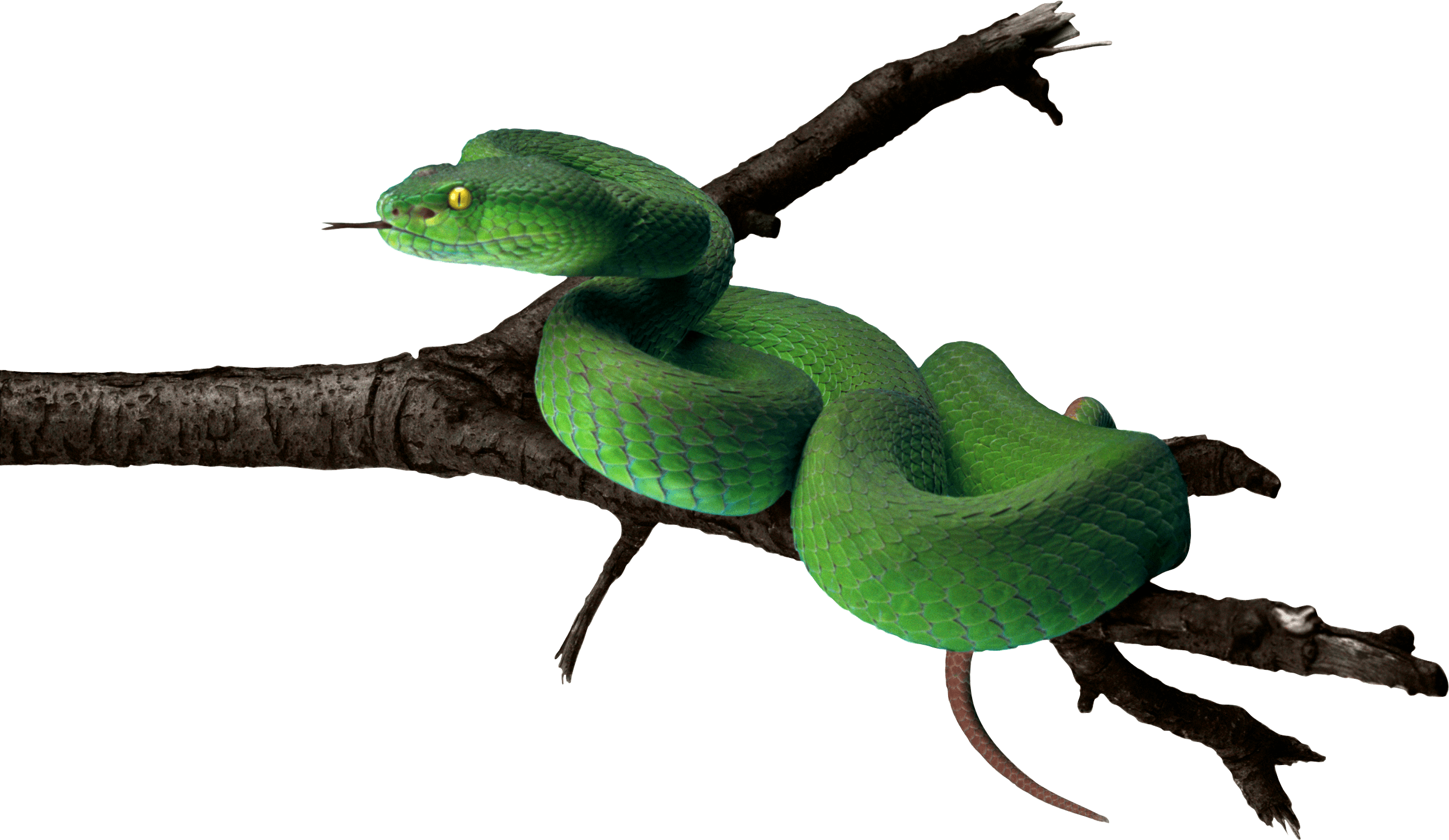 Green Snake Transparent PNG Image