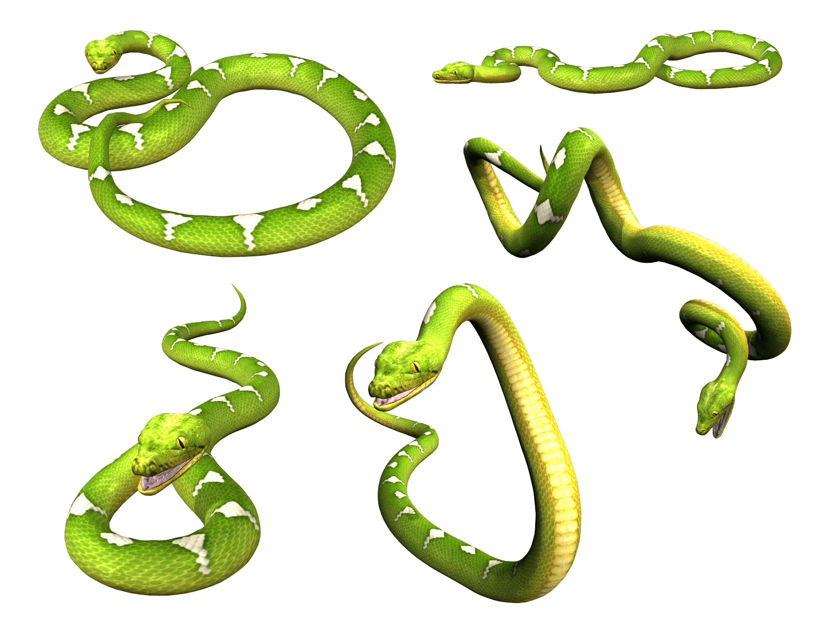 Snake Transparent PNG Image