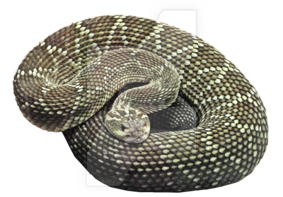 Snake Transparent PNG Image