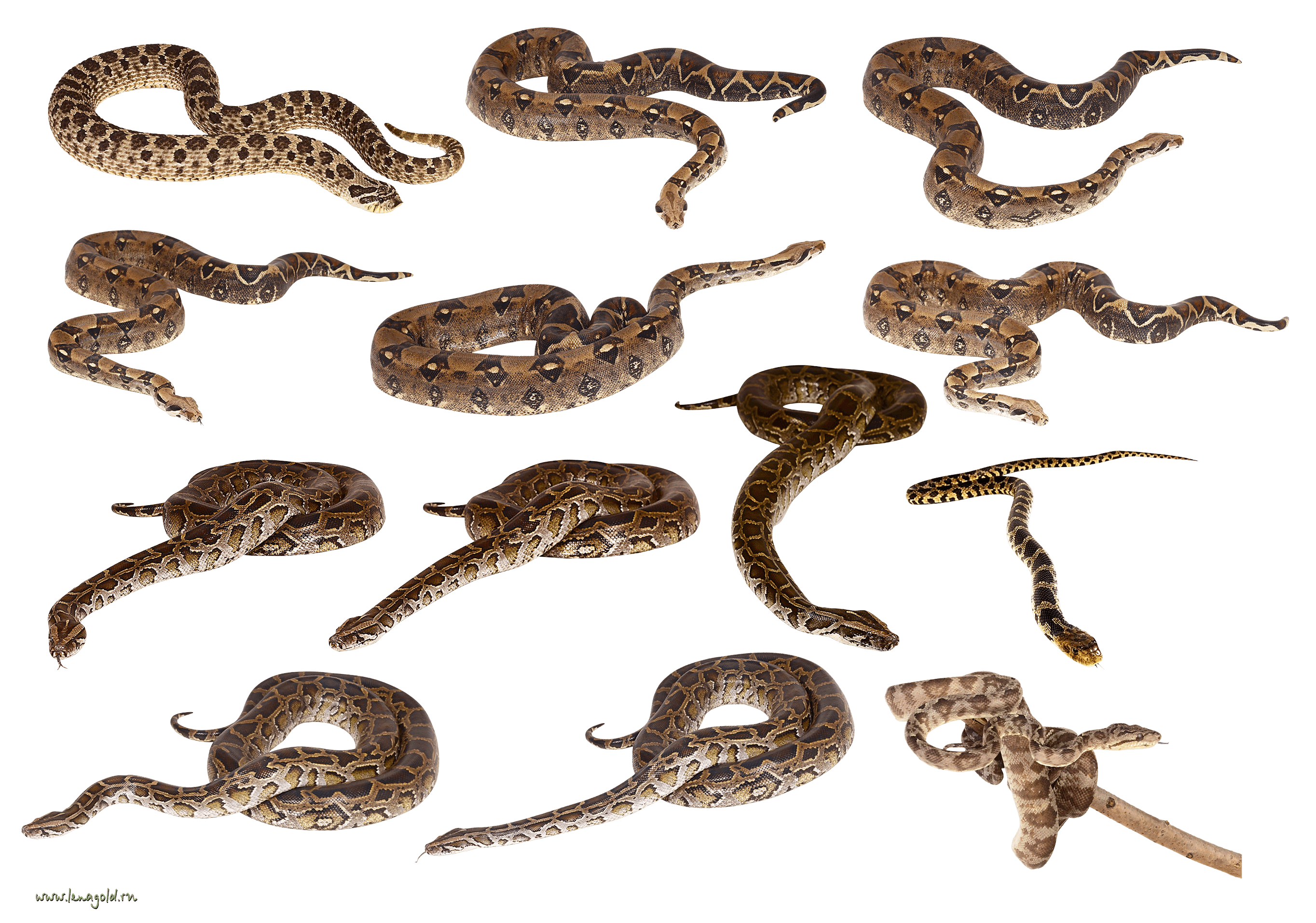 Snakes Transparent PNG Image