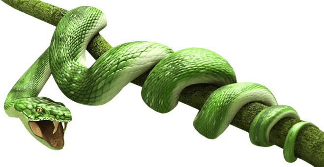 Green Snake Transparent PNG Image