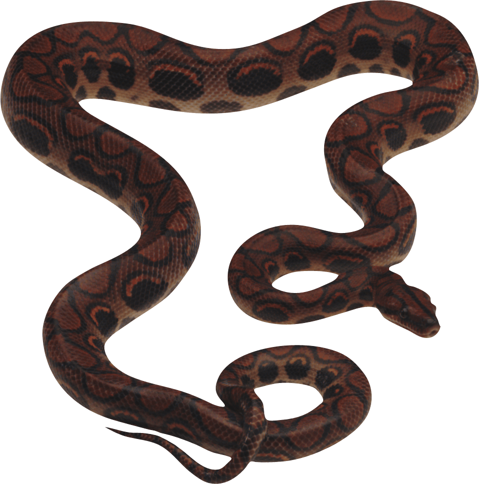 Snake Transparent PNG Image