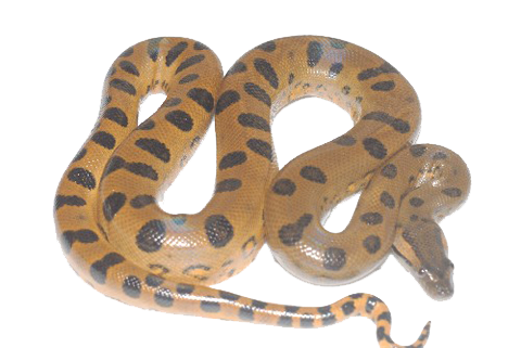 Anaconda Transparent PNG Image
