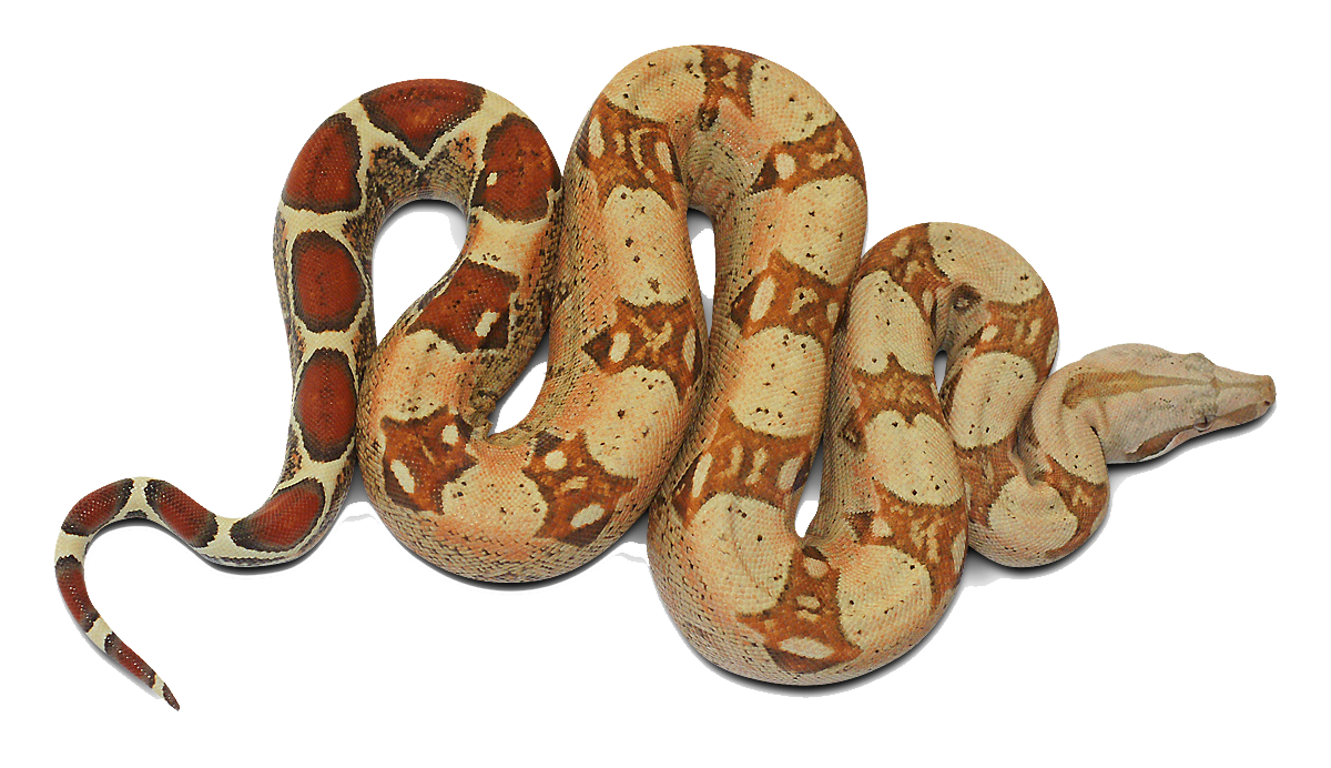 Anaconda Transparent PNG Image