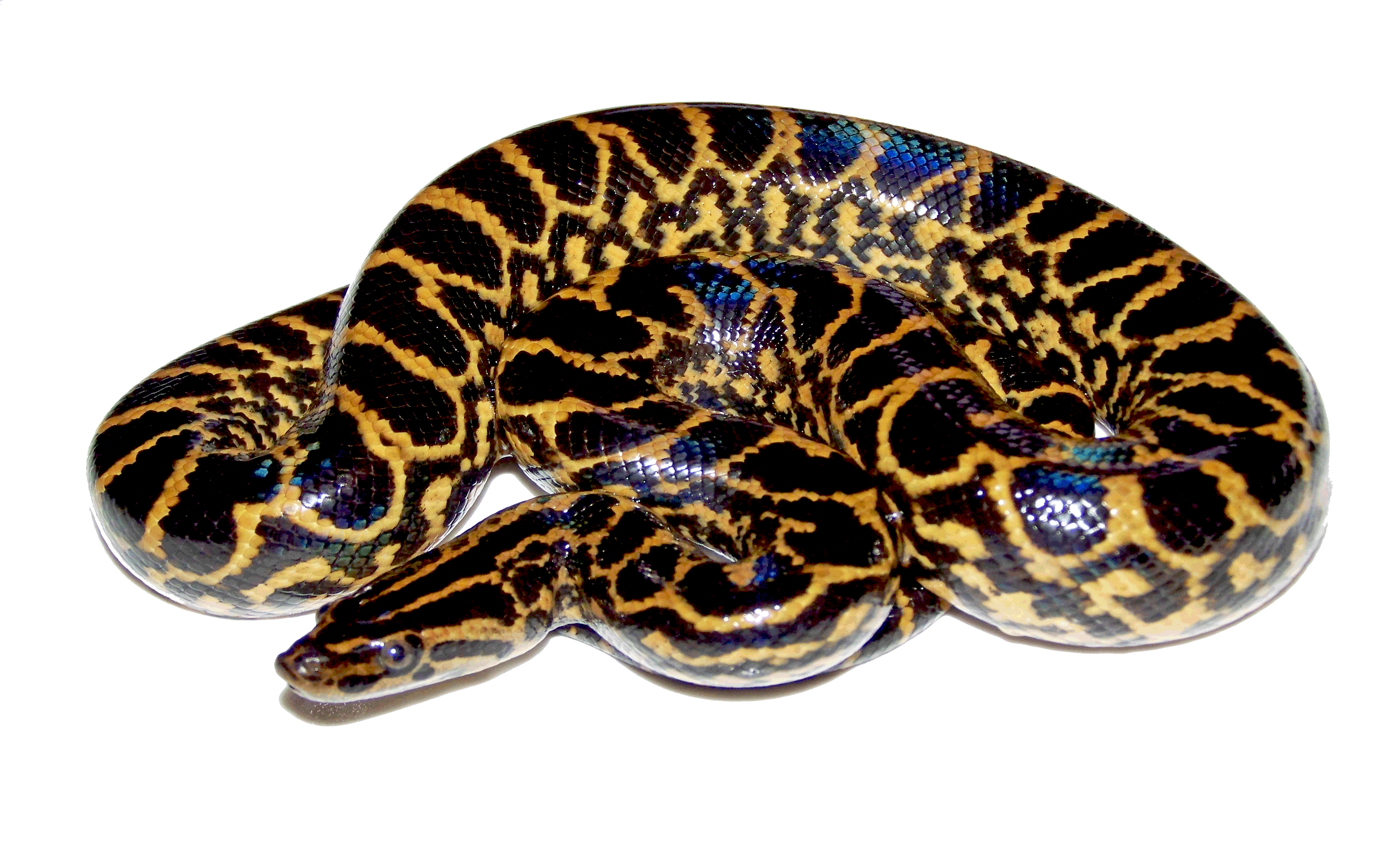 Anaconda Transparent PNG Image