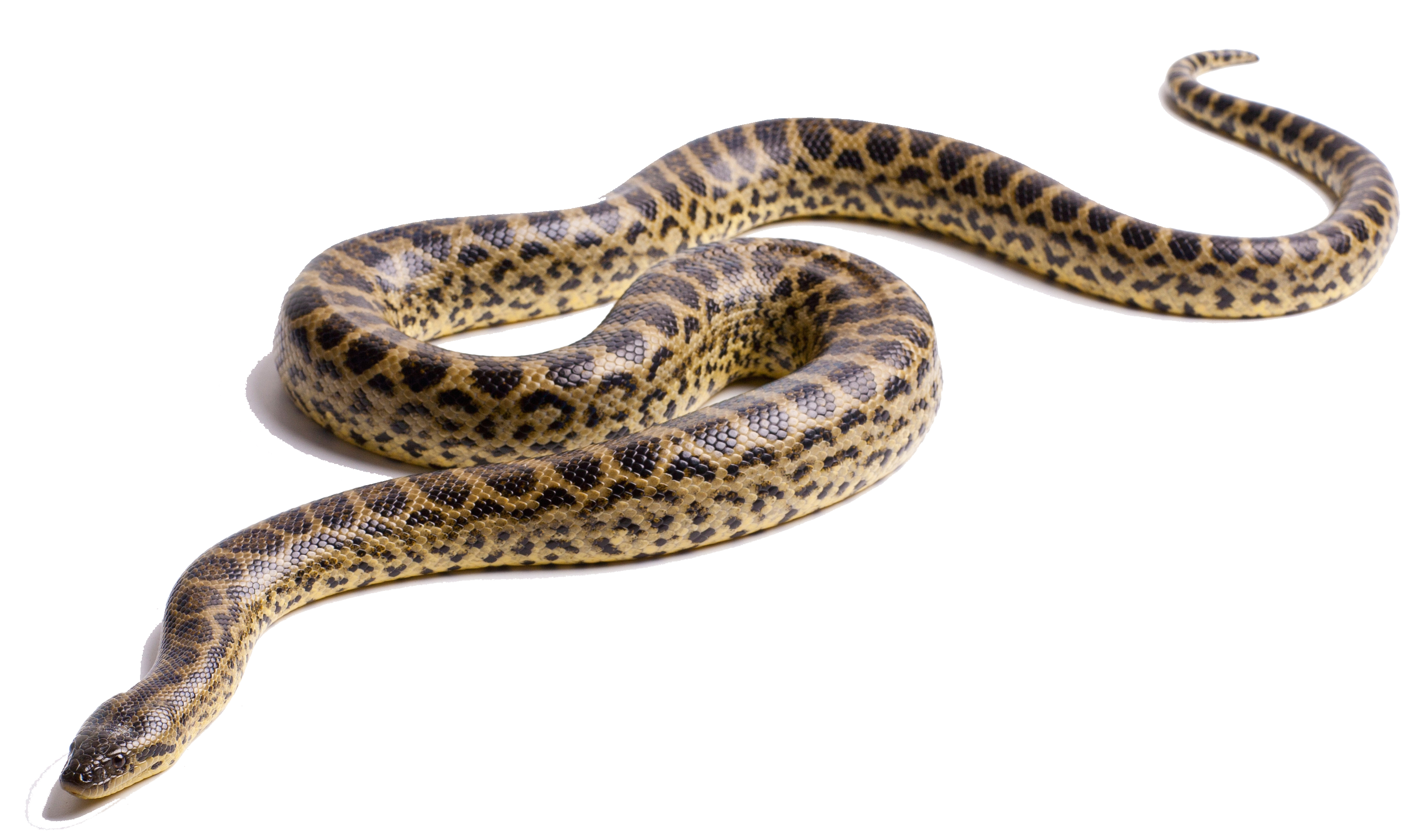 Anaconda Transparent PNG Image