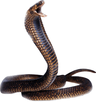Cobra Snake Transparent PNG Image