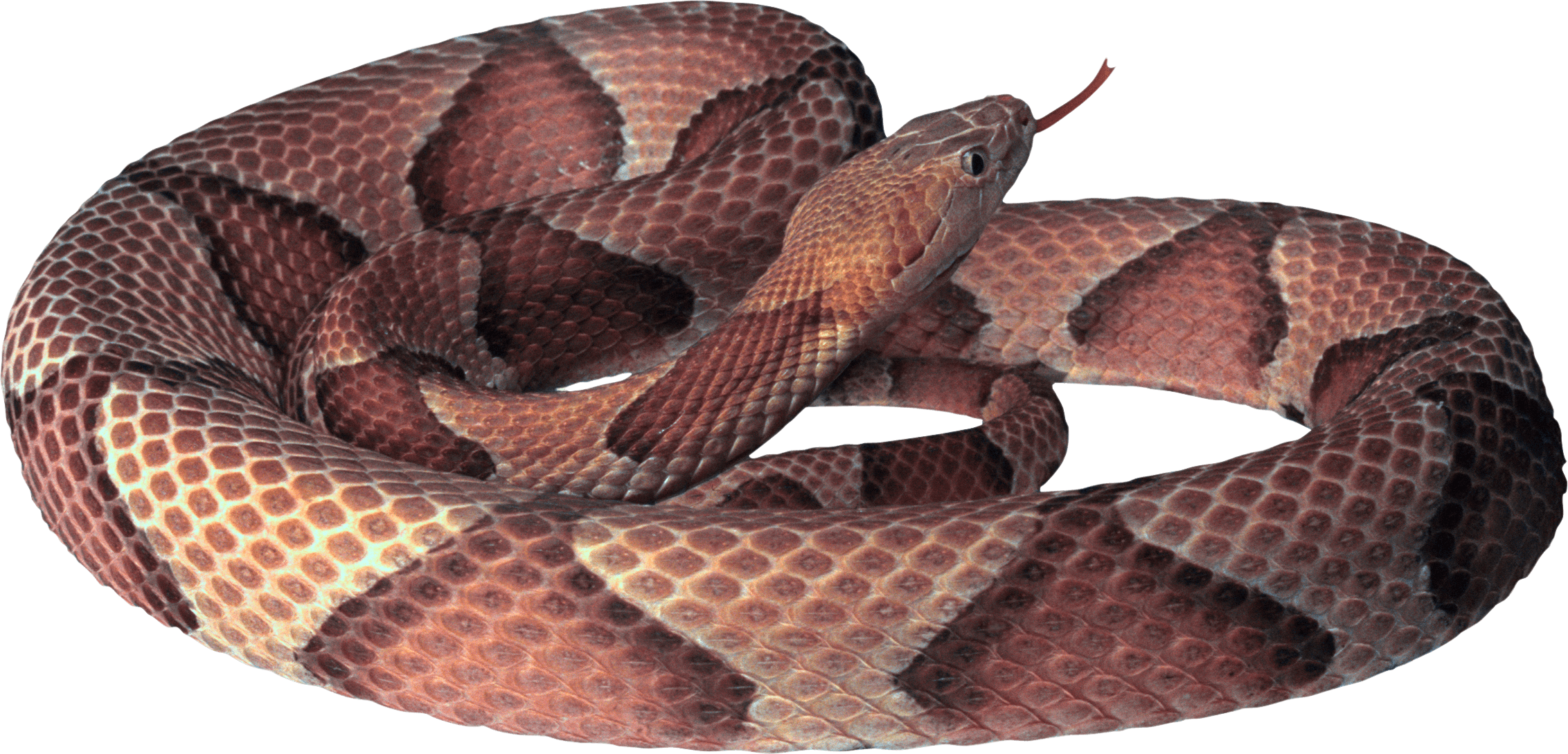 Snake Transparent PNG Image