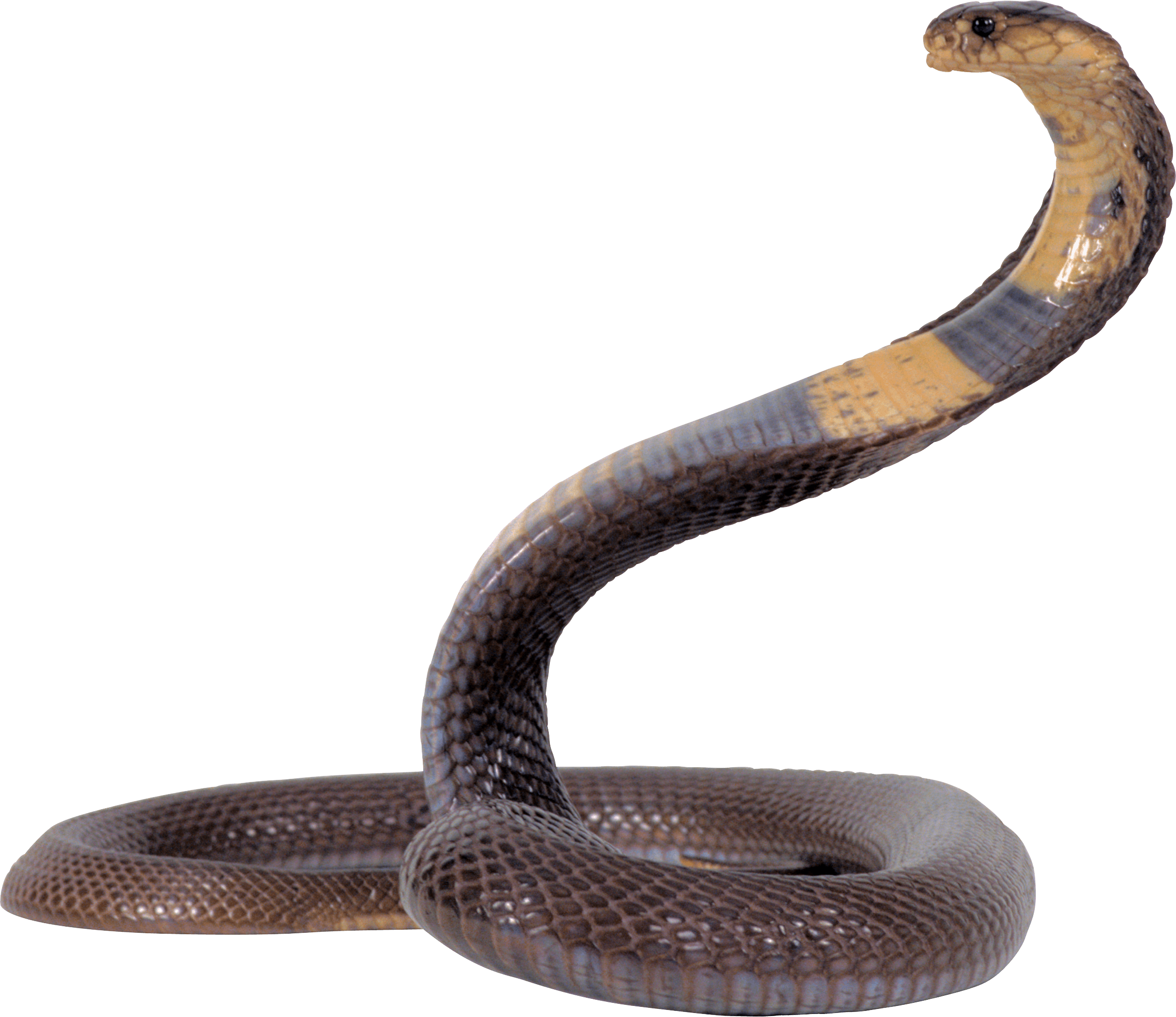 Cobra Snake Transparent PNG Image