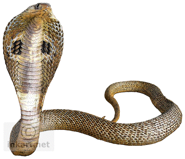 Cobra Snake Background Transparent PNG Image