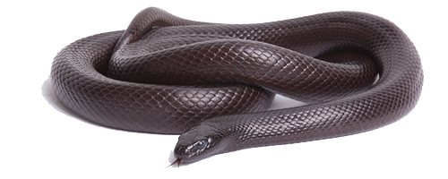 Black Snake Transparent PNG Image