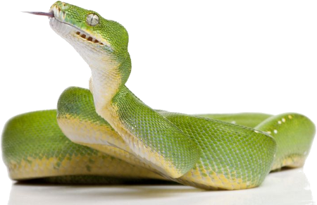 Green Snake Transparent PNG Image
