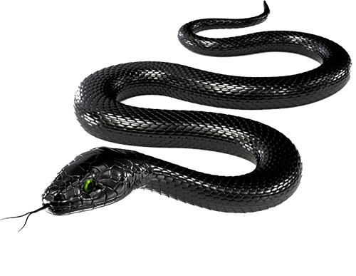 Black Snake Transparent PNG Image