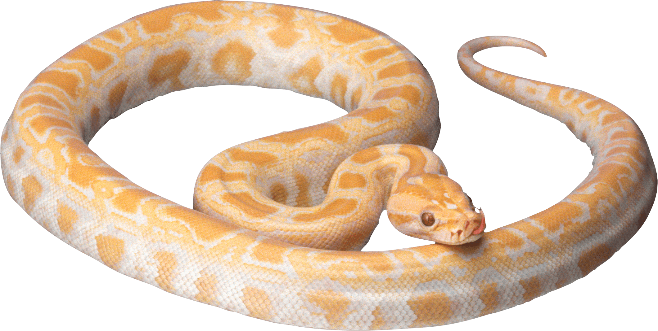 White Snake Transparent PNG Image