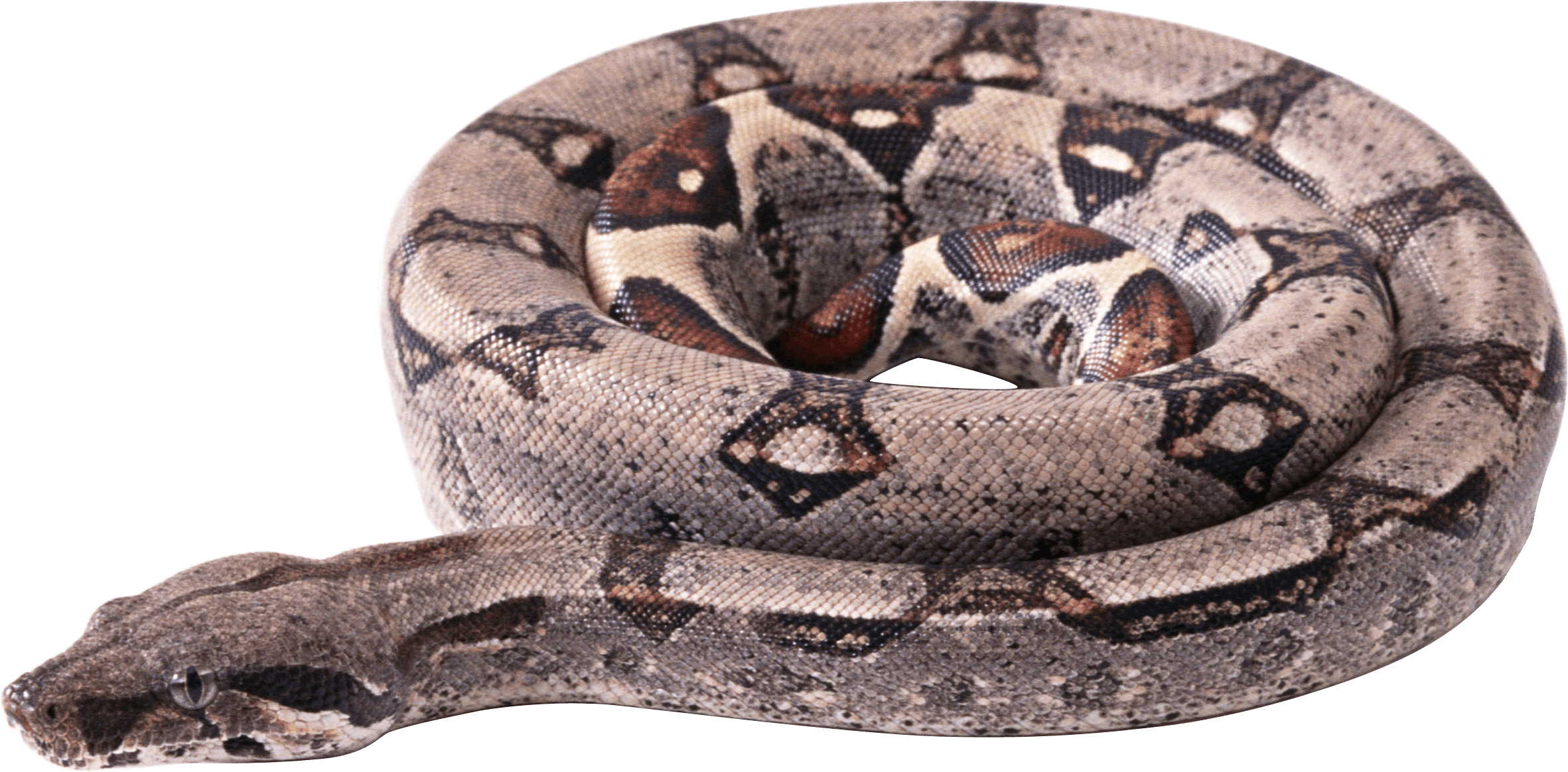 Snake Transparent PNG Image