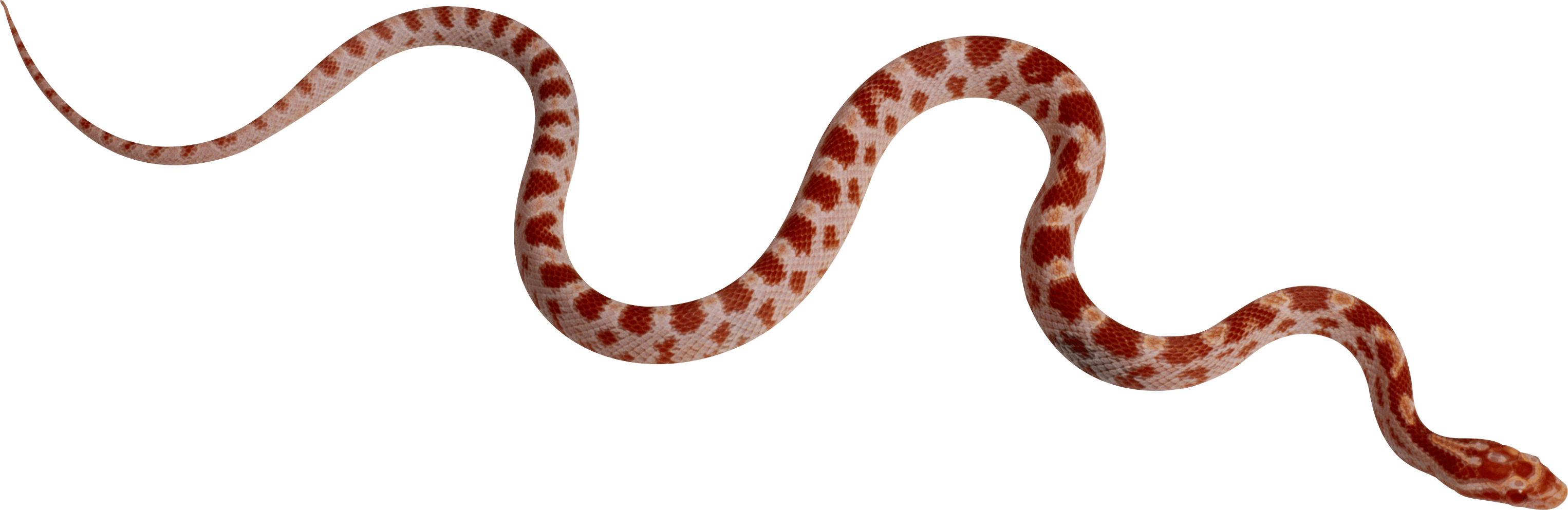 Snake Transparent PNG Image