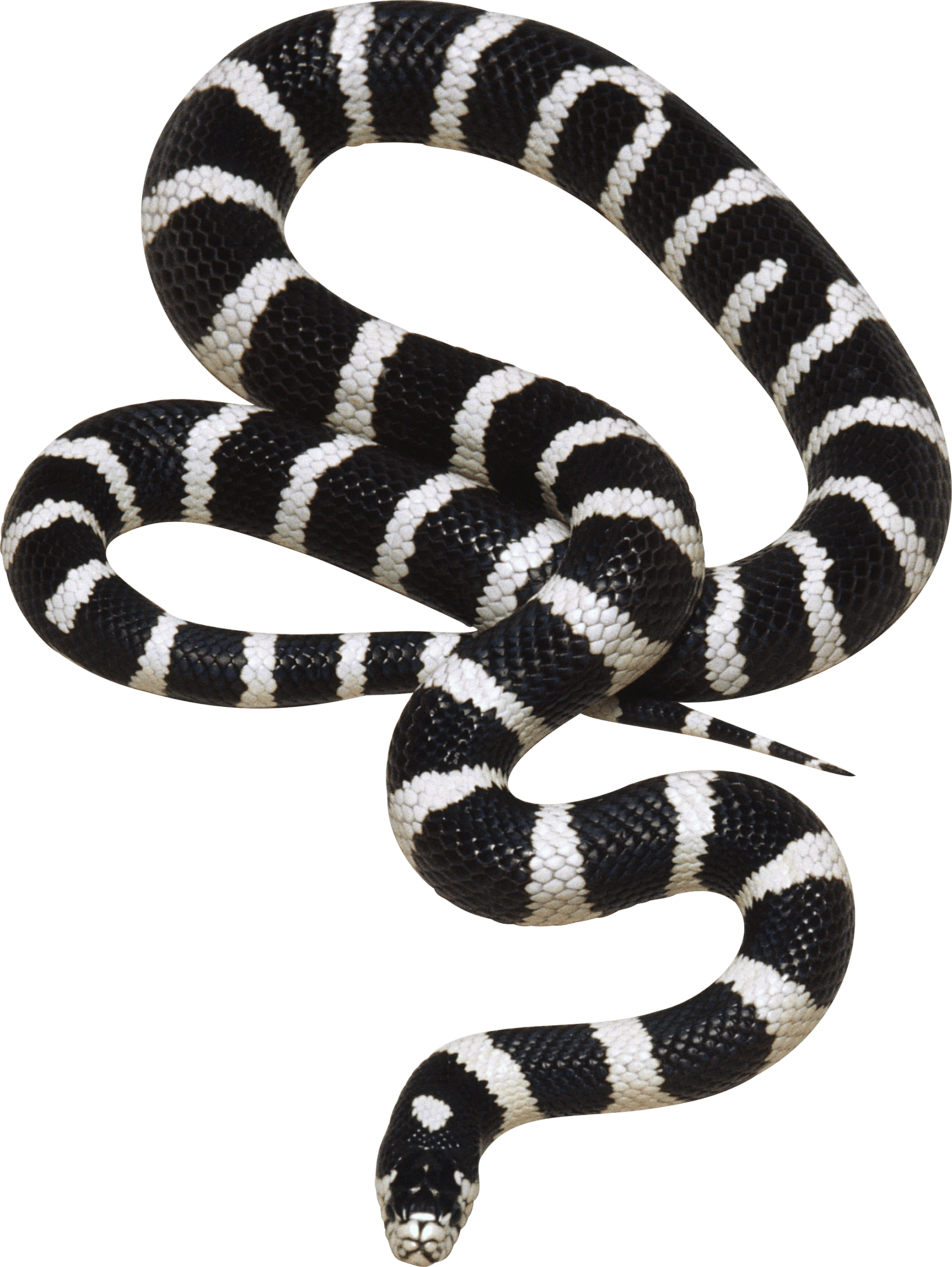 Snake Transparent PNG Image