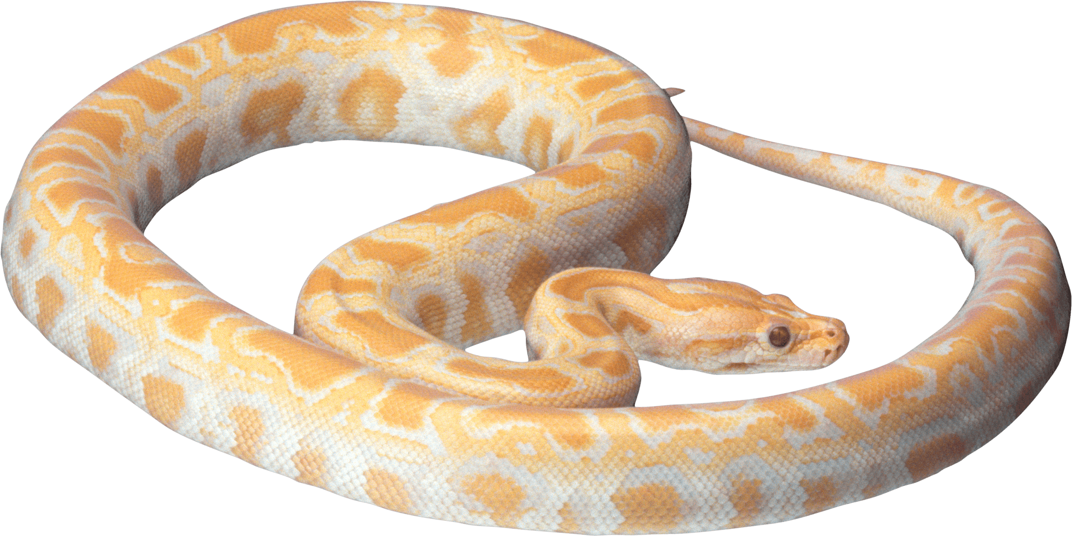 Snake Transparent PNG Image
