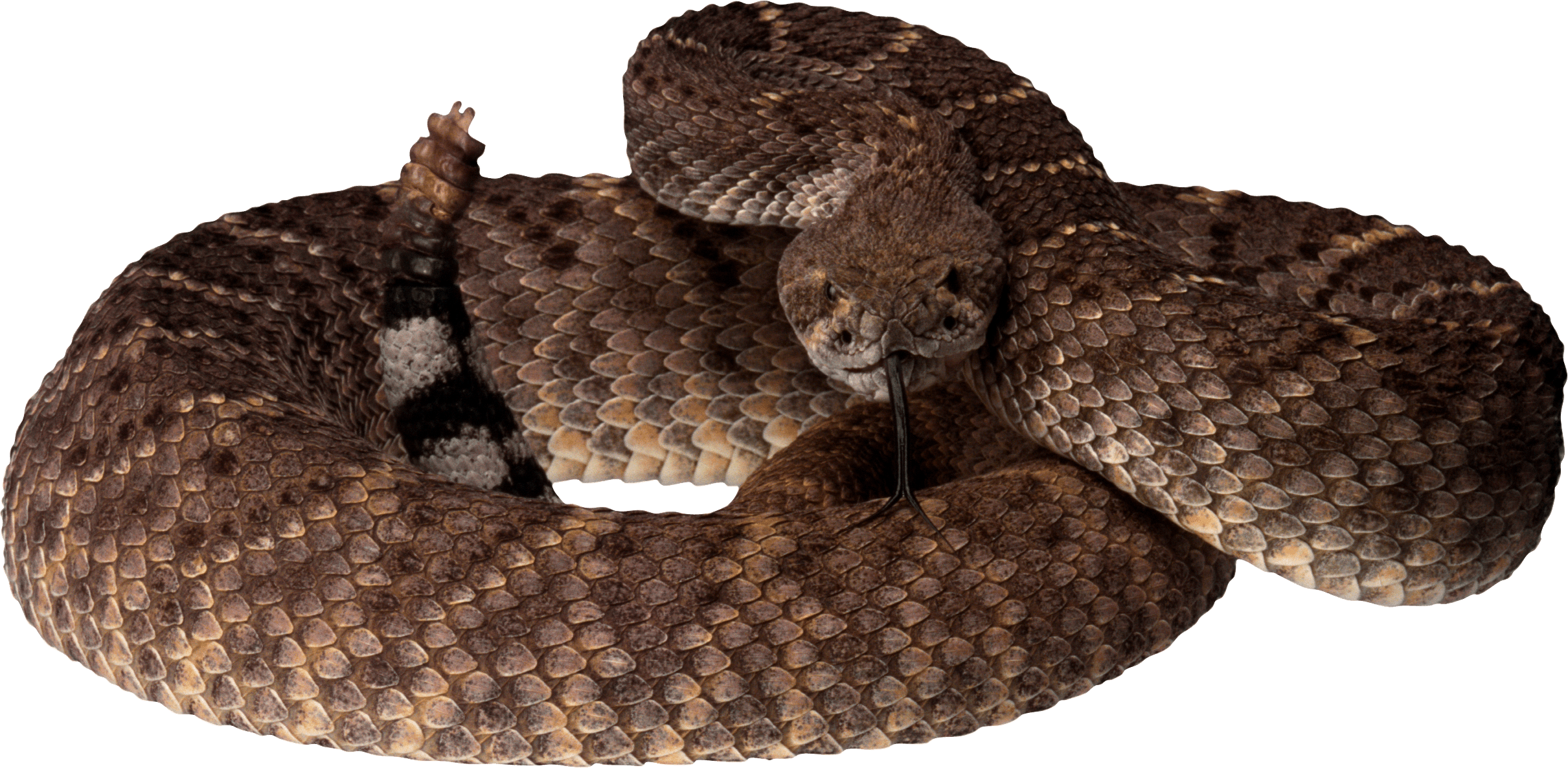 Snake Transparent PNG Image