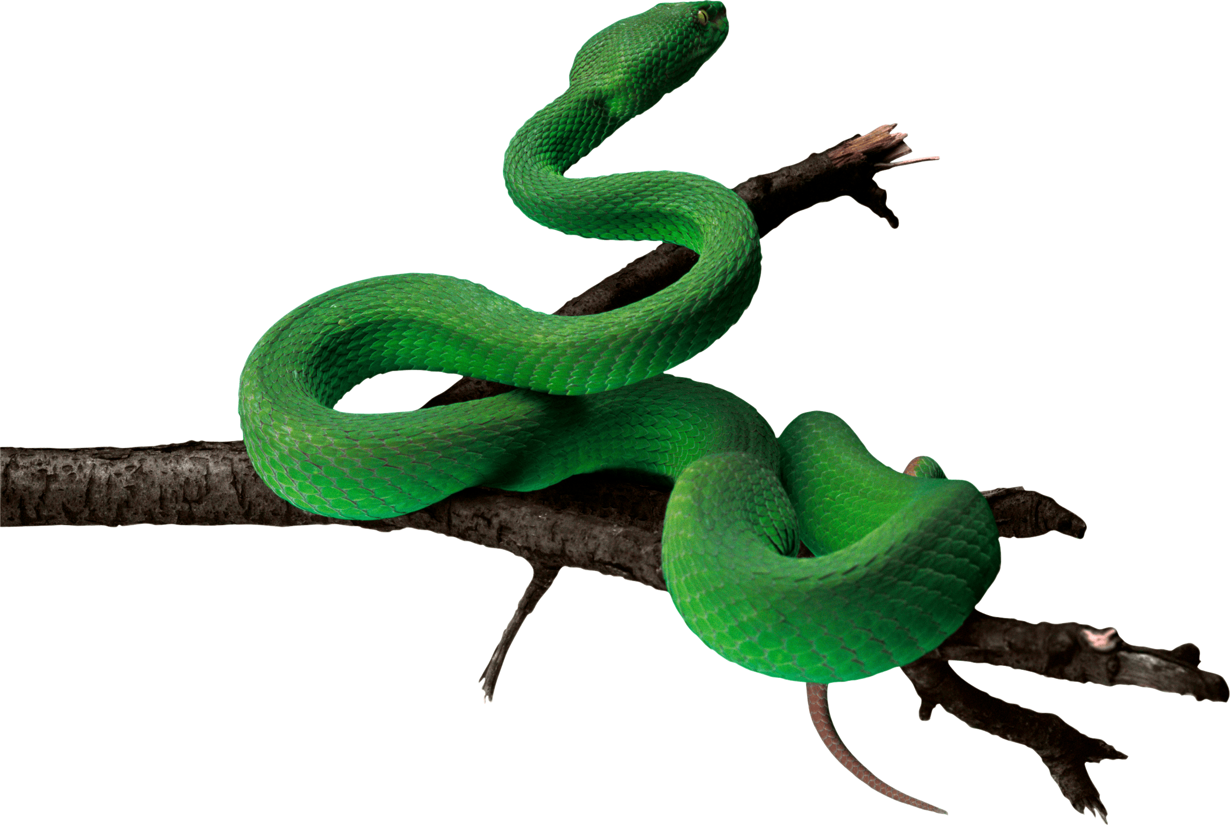 Green Snake Transparent PNG Image