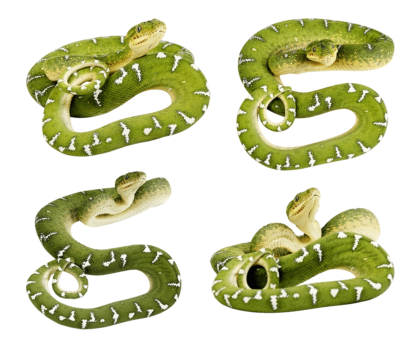 Green Snakes Transparent PNG Image